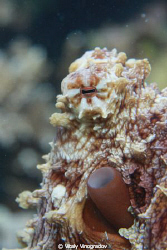 Red sea octopus face by Vitaly Vinogradov 